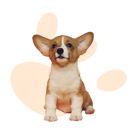 Pet Hub website visual